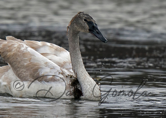 Trumpeter Swan