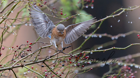 Eastern Bluebird