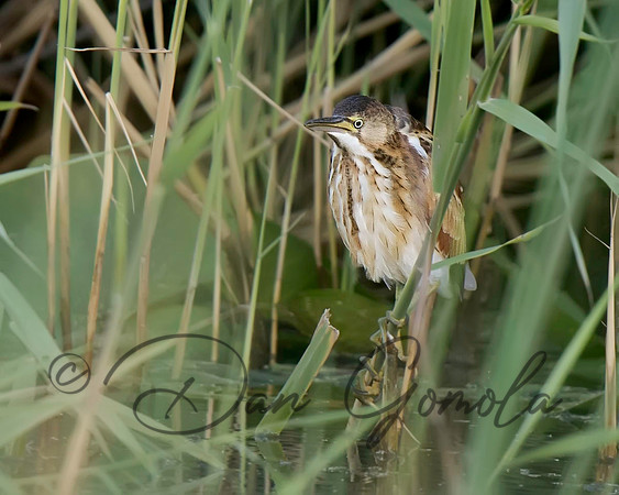 Least Bittern