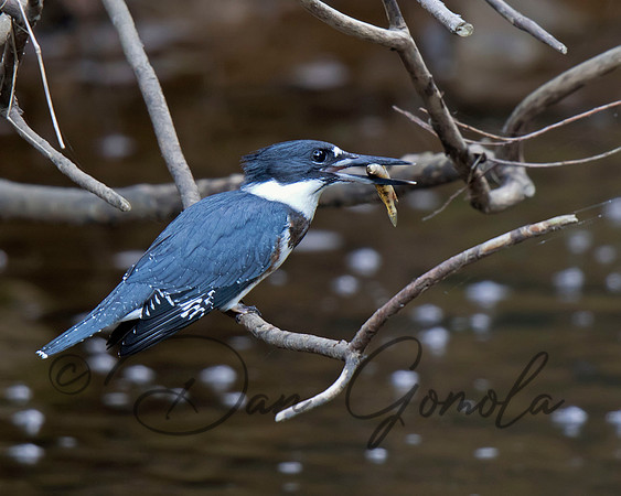 Belted Kingfisher