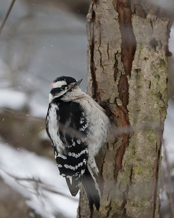 Downy Woodpecker