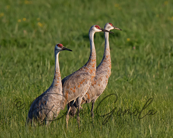 Sandhill Crane