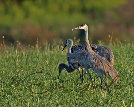 Sandhill Crane