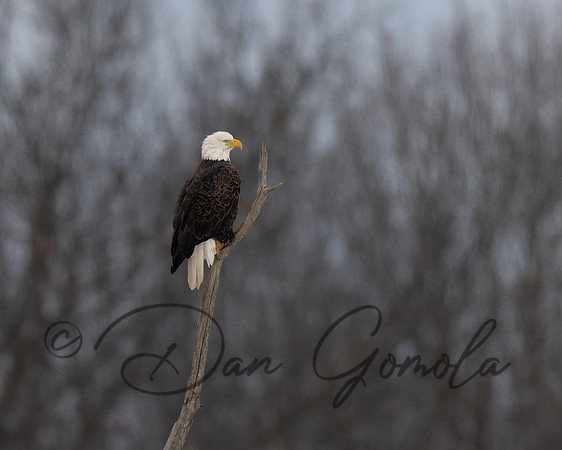 Bald Eagle