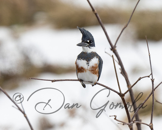 Belted Kingfisher