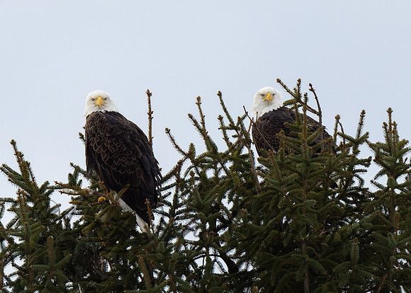 Bald Eagle