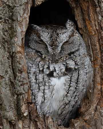 Eastern Screech Owl
