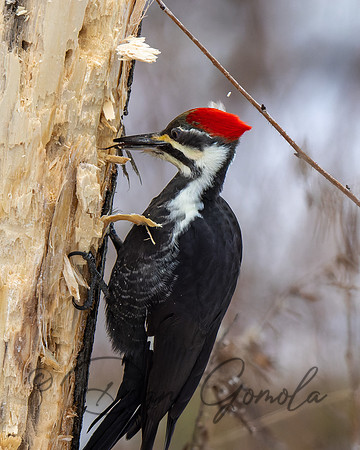 Pileated Woodpecker