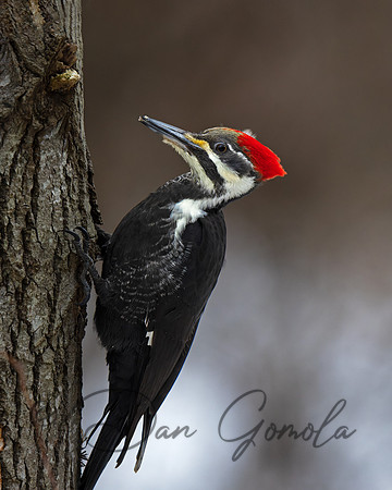 Pileated Woodpecker