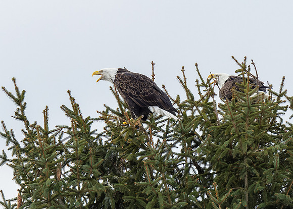 Bald Eagle
