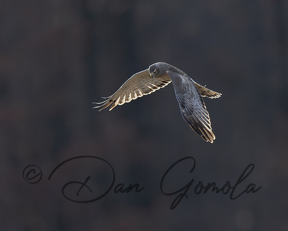 Northern Harrier