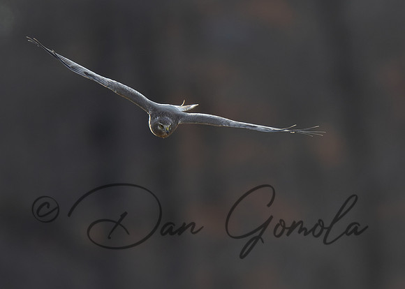 Northern Harrier