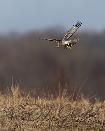 Northern Harrier