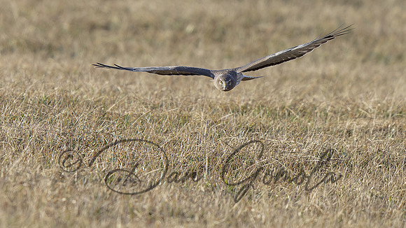 Northern Harrier