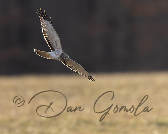 Northern Harrier