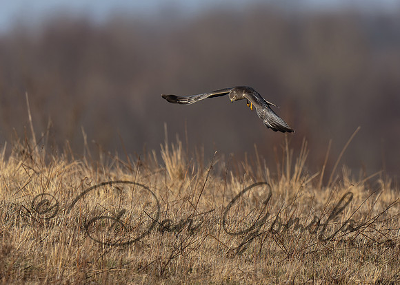 Northern Harrier