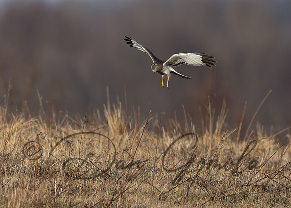 Northern Harrier