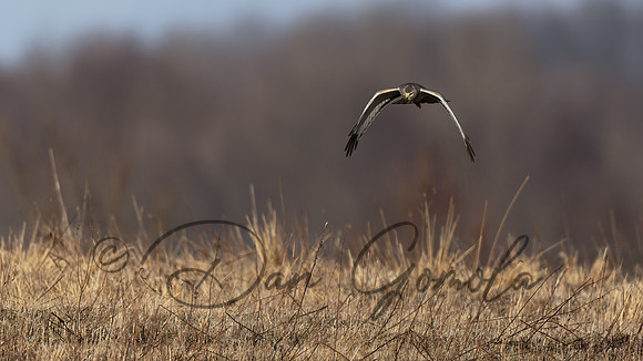 Northern Harrier