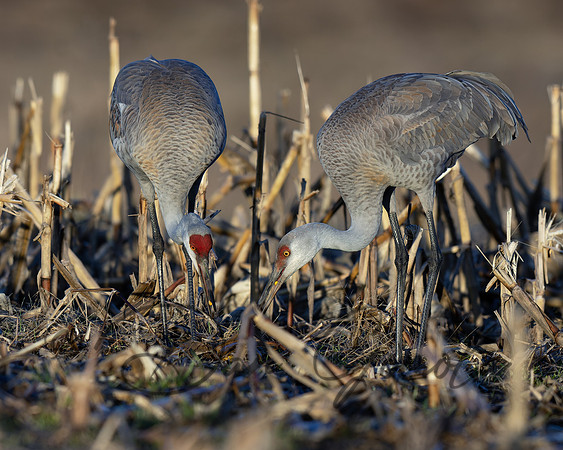 Sandhill Crane