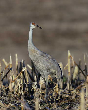 Sandhill Crane