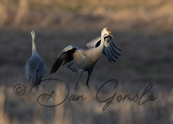 Sandhill Crane