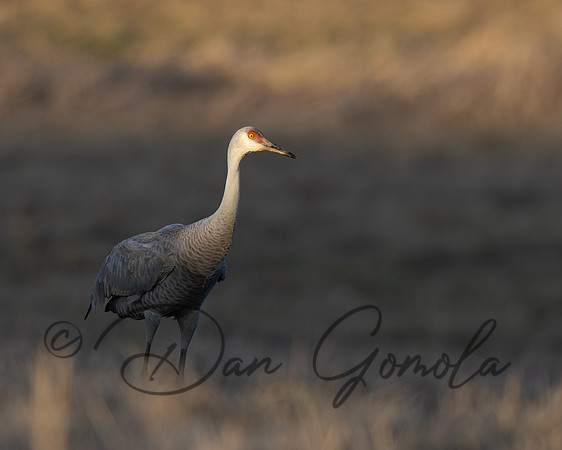 Sandhill Crane