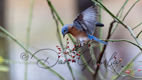 Eastern Bluebird