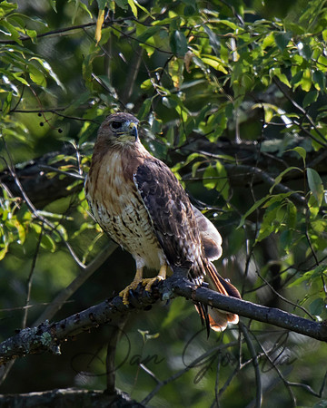 Red-tailed Hawk