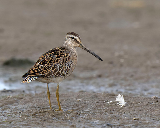 Short-billed Dowitcher
