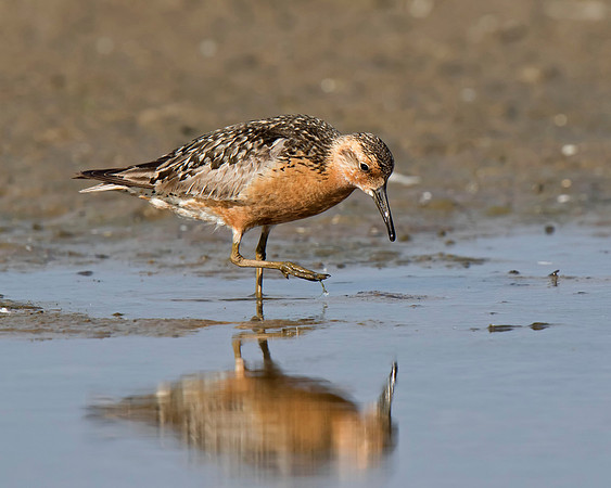 Red Knot