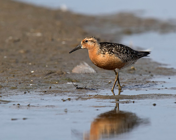 Red Knot
