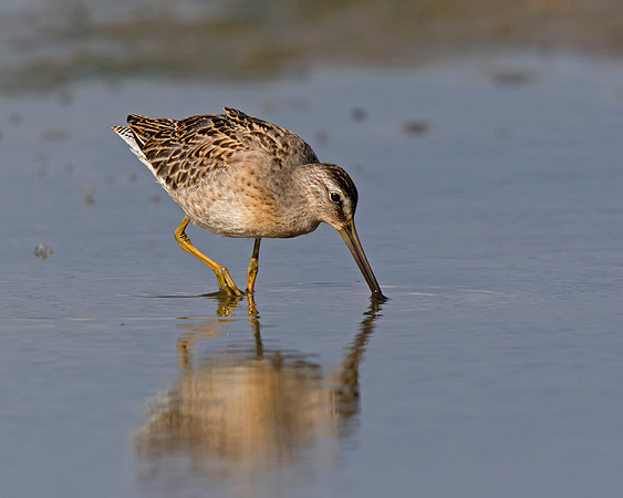 Short-billed Dowitcher