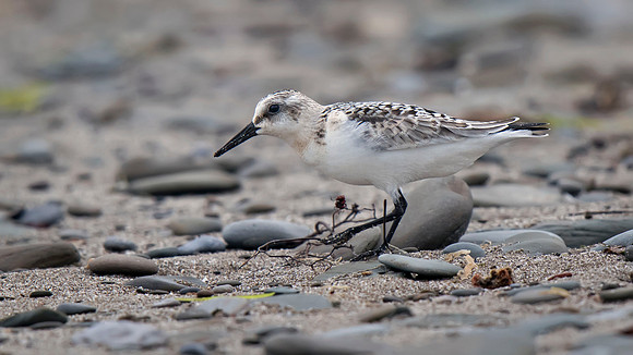 Sanderling