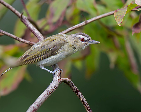 Red-eyed Vireo