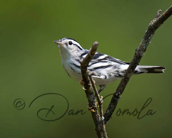 Black-and-white Warbler