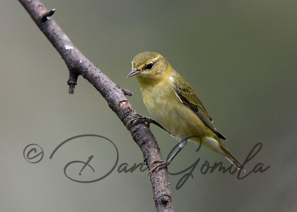 Tennessee Warbler