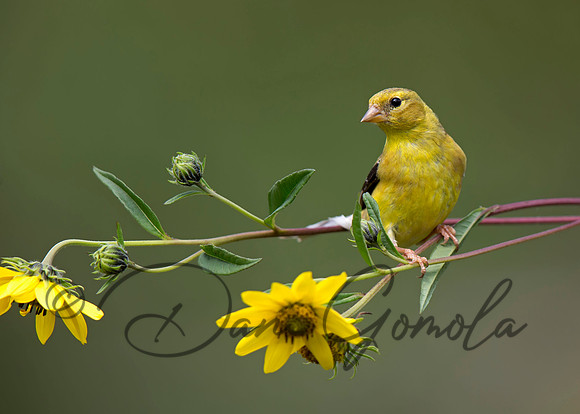 American Goldfinch