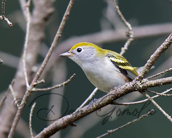 Chestnut-sided Warbler