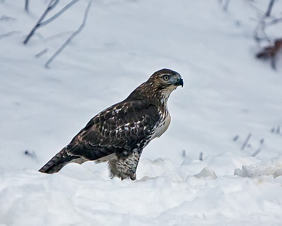 Red-tailed Hawk