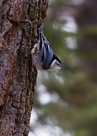 White-breasted Nuthatch