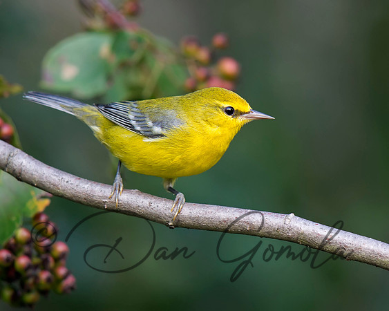 Blue-winged Warbler