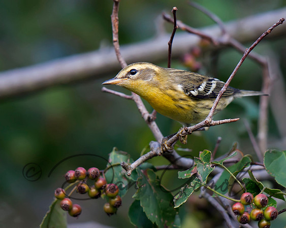 Blackburnian Warbler