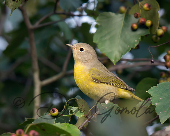 Nashville Warbler