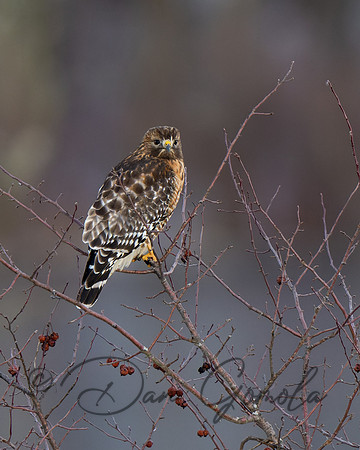 Red-Shouldered Hawk