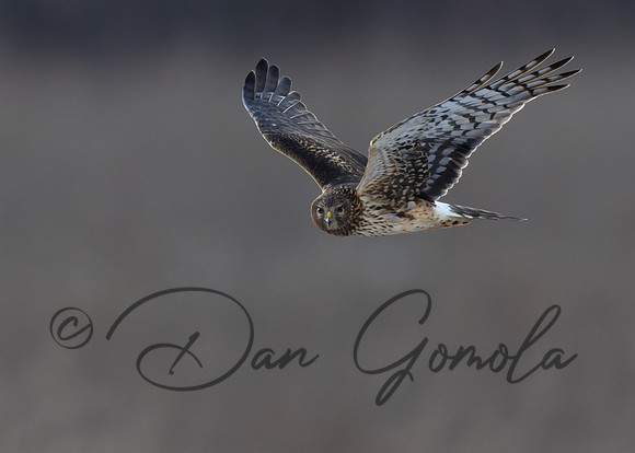 Northern Harrier