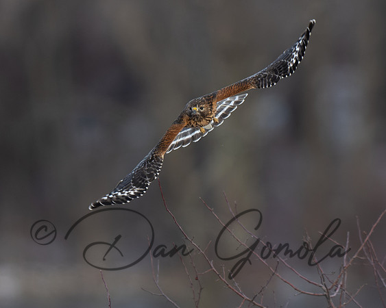 Red-Shouldered Hawk
