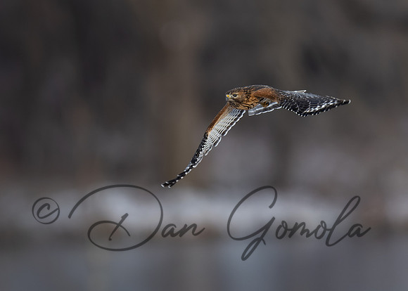 Red-Shouldered Hawk