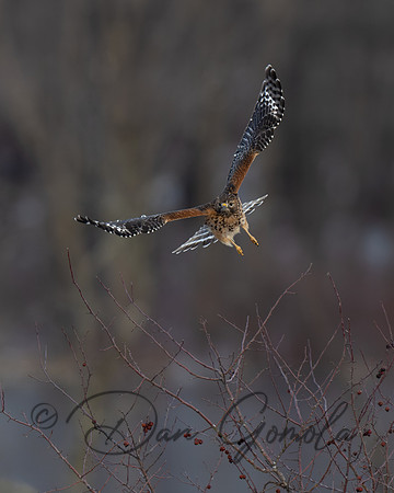 Red-Shouldered Hawk