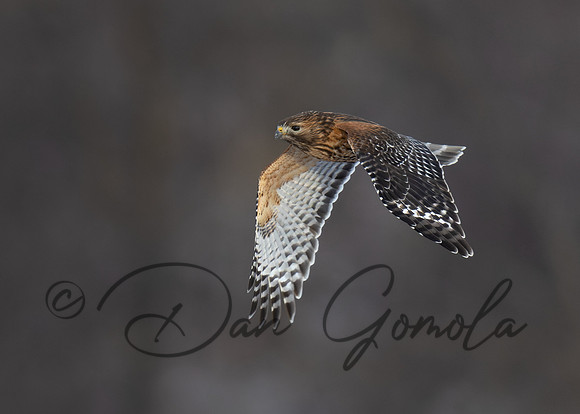 Red-Shouldered Hawk