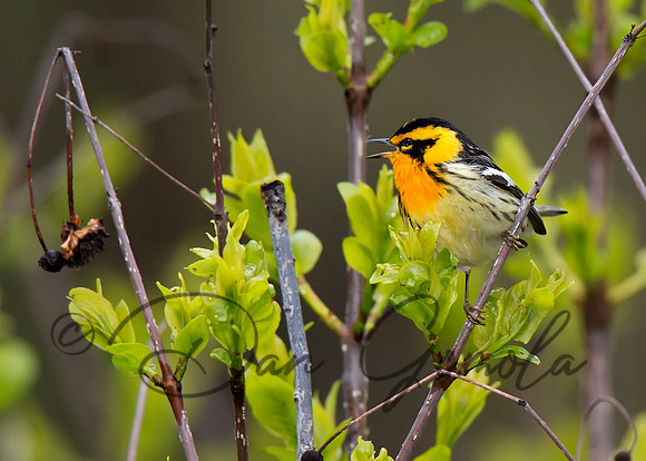 Blackburnian Warbler